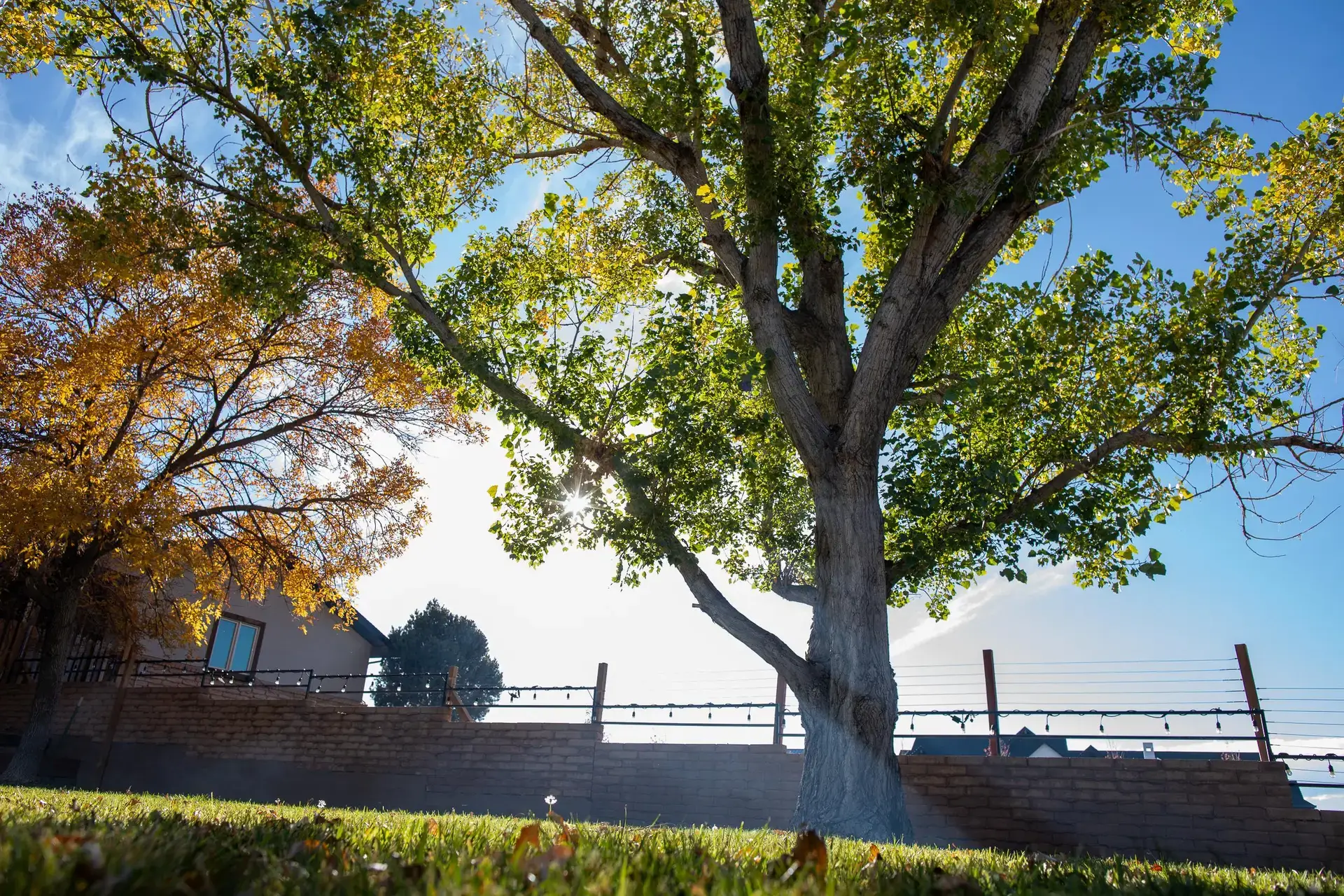 HH_tree_backyard-0121